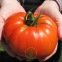 Tomate 60 graines
