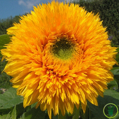 Tournesol double géant de Californie 