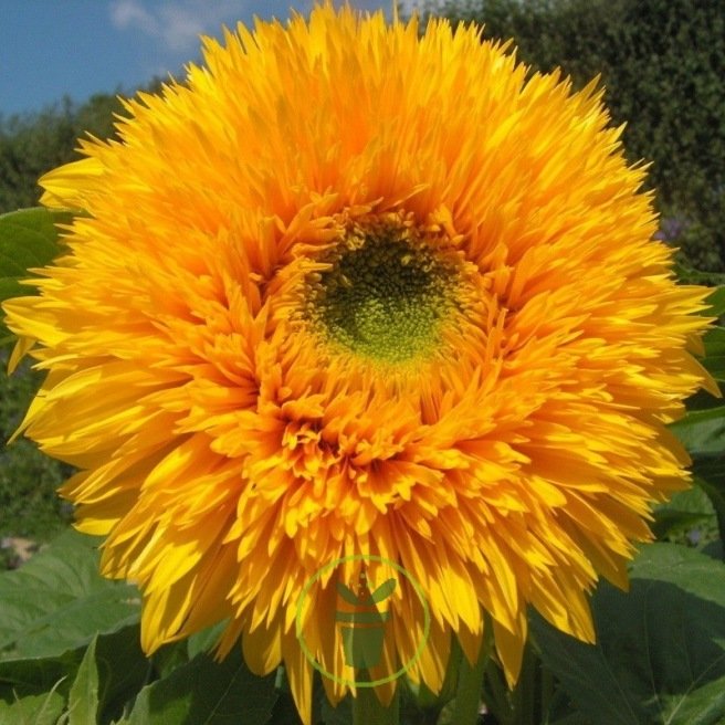 Tournesol double géant de Californie  Tournesol double géant de Californie