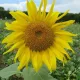 Tournesol géant simple - soleil
