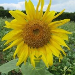Tournesol géant simple - soleil