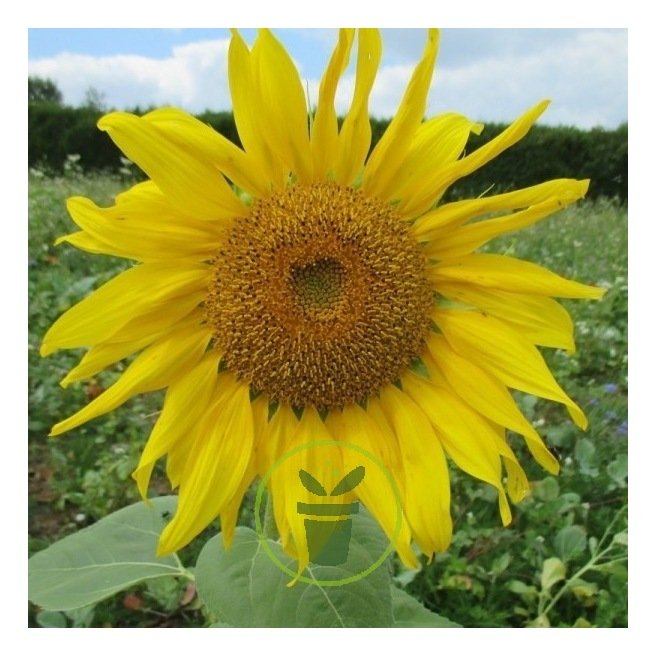 Tournesol géant simple - soleil