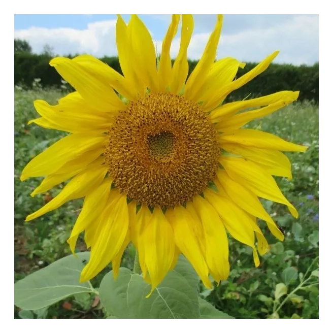 Tournesol géant simple - soleil