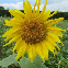 Tournesol géant simple - soleil