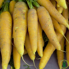 Carottes Jaune Obtuse du Doubs