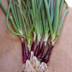 CIBOULE COMMUNE ROUGE