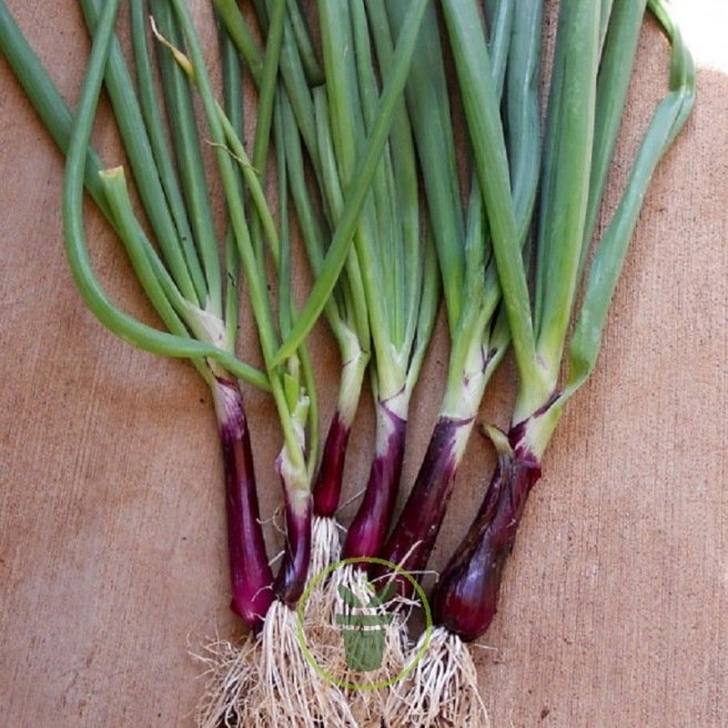 CIBOULE COMMUNE ROUGE