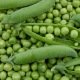 Pois nain Merveille de Kelvedon