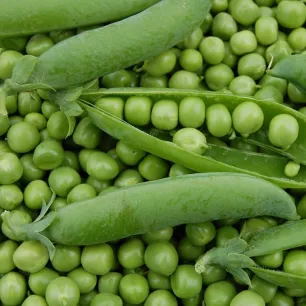 Pois nain Merveille de Kelvedon