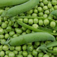 Pois nain Merveille de Kelvedon