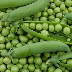 Pois nain Merveille de Kelvedon