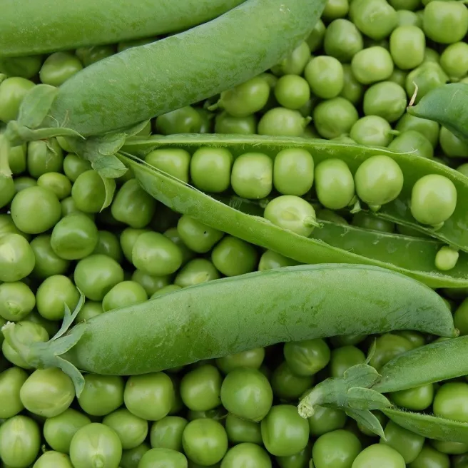 Pois nain Merveille de Kelvedon