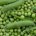 Pois nain Merveille de Kelvedon 60 grammes
