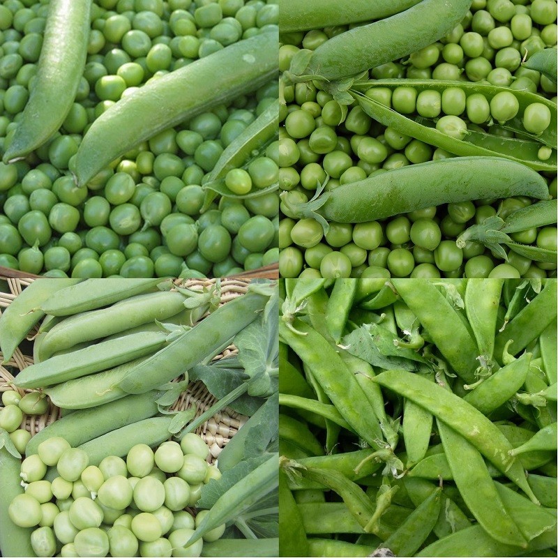 Graines de Pois nains et à rames 4 variétés au choix — free download