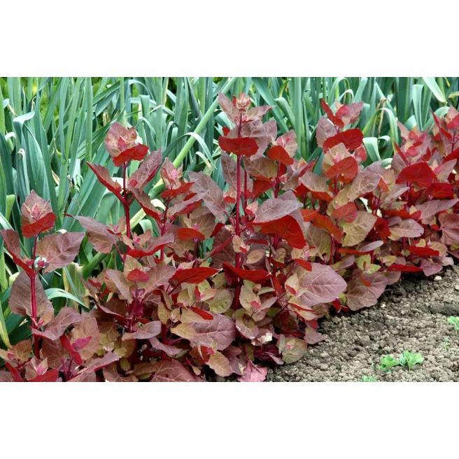 Arroche rouge culture