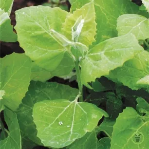 Arroche blonde 100 graines