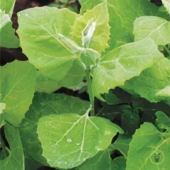 Arroche blonde 100 graines