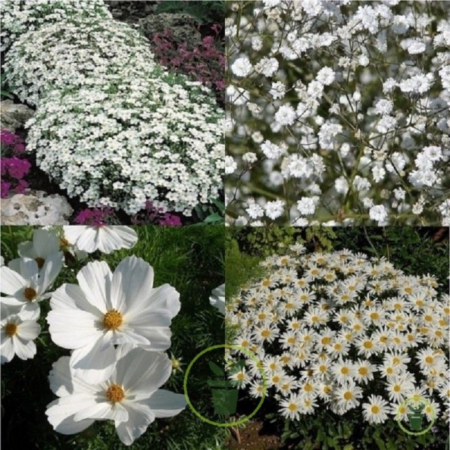 Mélange de fleurs Blancheur d'été  Mélange de fleurs Blancheur d'été