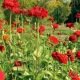 Mélange de fleurs Rouge Ardent 