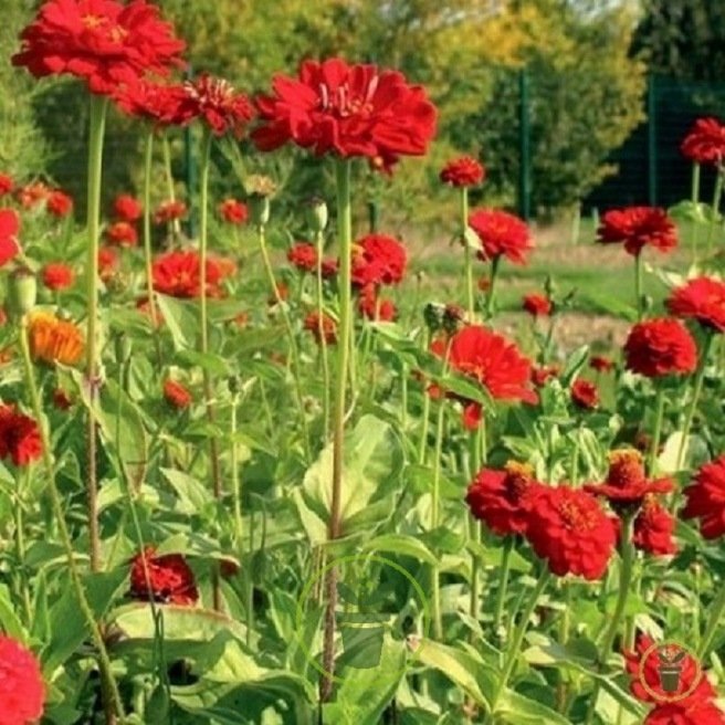 Mélange de fleurs Rouge Ardent  Mélange de fleurs Rouge Ardent