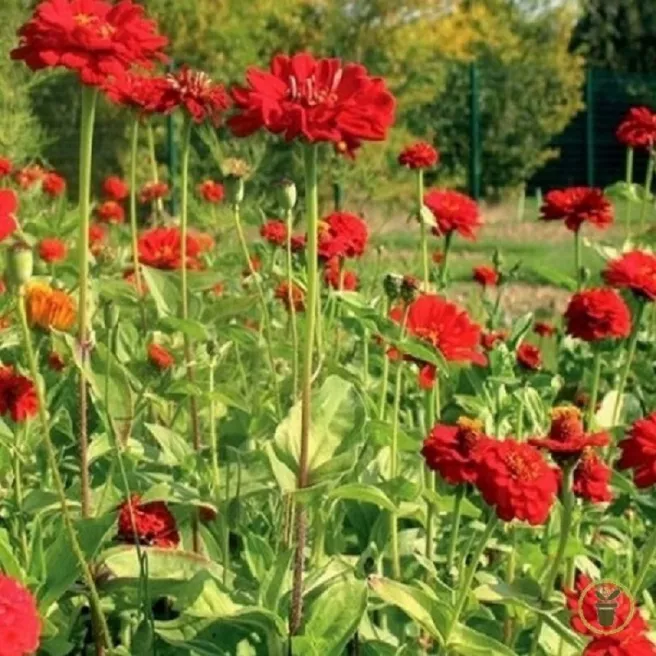 Mélange de fleurs Rouge Ardent 