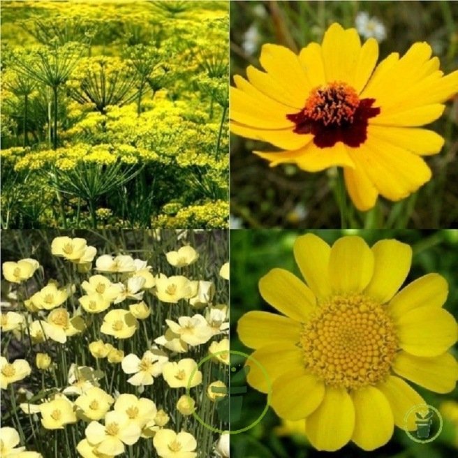 Mélange de fleurs Yellow Sunschine  Mélange de fleurs Yellow Sunschine