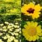 Mélange de fleurs Yellow Sunschine 