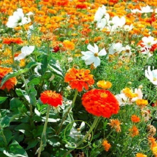 Mélange fleuri Orange Magic  Mélange fleuri Orange Magic