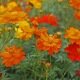 COSMOS SULPHUREUS MELANGE 100 graines