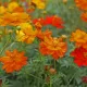 COSMOS SULPHUREUS MELANGE 100 graines