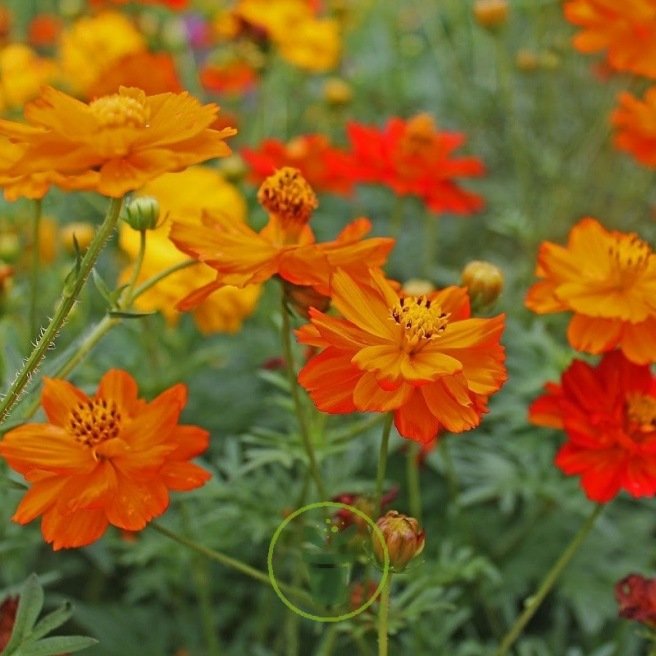 Cosmos sulphureus mélange en sachet de 200 graines | Facile à cultiver