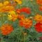 Cosmos sulphureus mélange 200 graines