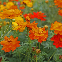COSMOS SULPHUREUS MELANGE 100 graines