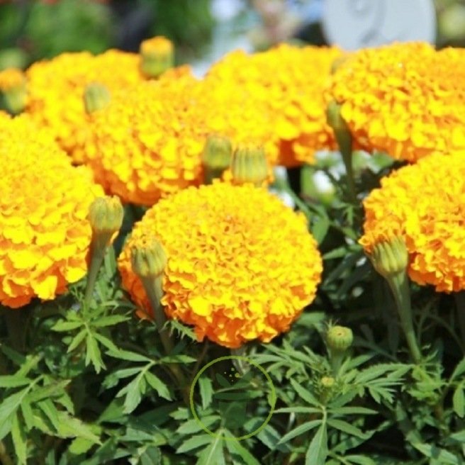 Tagète rose d'Inde Cupidon jaune 300 graines