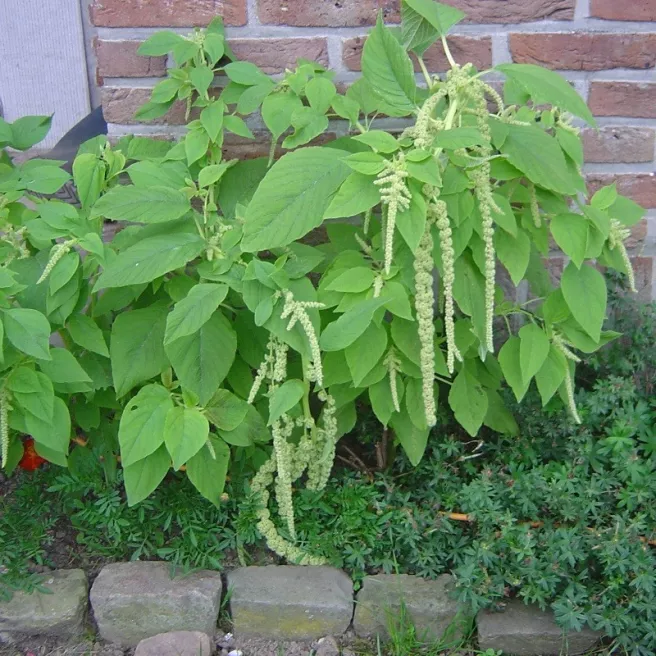 Amarante queue de renard