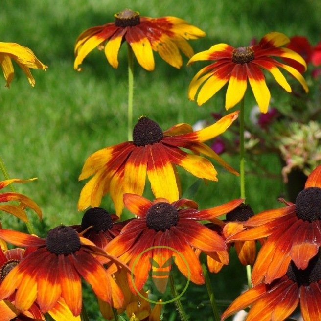 Rudbeckia Gloriosa Daisy 