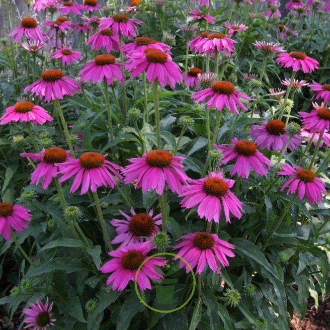 Graines de Rudbeckia pourpre – Echinacea purpurea
