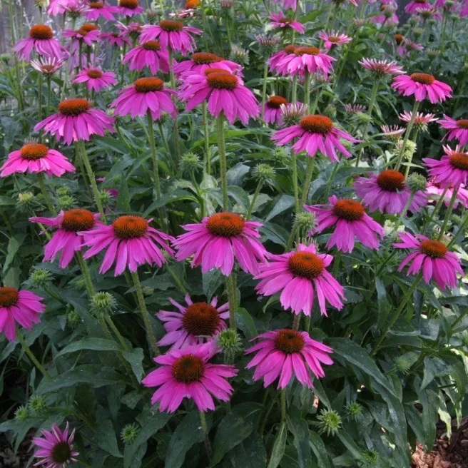 Graines de Rudbeckia pourpre – Echinacea purpurea