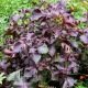 Perrilla vert - persil japonais ou shiso 200 graines