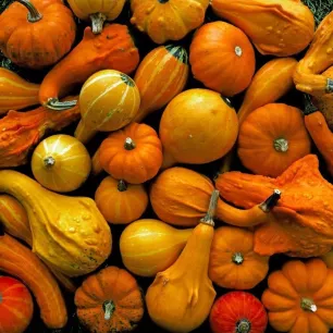 Coloquinte mélange de petits fruits