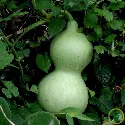Courge 10 graines
