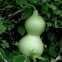 Courge Birdhouse