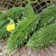 Courge Bittergourd 