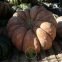 Courge Musquée de Provence