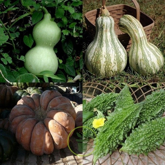 COURGE 