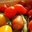 Tomate poire 60 graines 