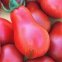 Tomate Red Pear - poire rouge
