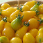 Tomate Yellow Pearshaped