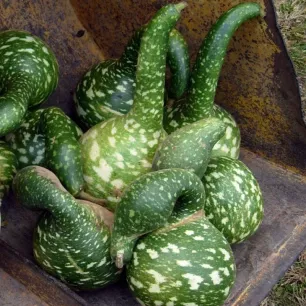 Courge Speckled Swan