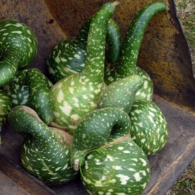 Courge Speckled Swan